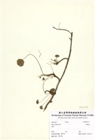 藏品(華錦葵)的圖片